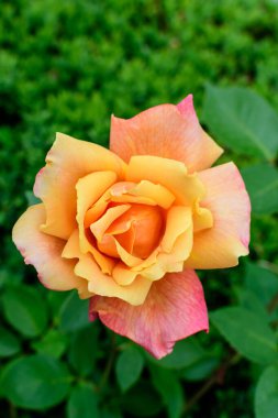 Güneşli bir yaz gününde, bahçedeki yeşil yapraklar ve çiçek arkaplanındaki narin, canlı bir turuncu gül yumuşak bir odak noktasıyla fotoğraflandı.