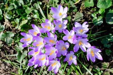 Mavi crocus bahar çiçeklerine yakın güneşli bir günde bir bahçede çiçek açmış, güzel bir açık hava çiçekli arka plan.