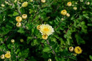 Pek çok canlı sarı ve beyaz kasımpatı x morfolium çiçekleri ve güneşli bir sonbahar gününde bahçede küçük yeşil çiçekler, güzel renkli dış plan yumuşak odaklı fotoğraflanmış.