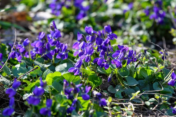 Many small delicate blue flowers of Viola odorata plant, commonly known as wood, sweet, English or florist\'s violet in a garden in a sunny spring day, beautiful outdoor floral background