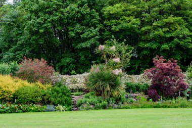 Vahşi açelya ya da Rhododendron 'lu minimalist tek renkli yeşil arka plan. İskoçya, İngiltere' de bir yaz gününde eski yeşil bir ağaç diker ve parkta yapraklar bırakır.