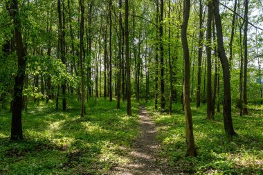 Eski yeşil ağaçların, eğreltiotlarının ve yaprakların bulunduğu bir ormanda İskoçya, İngiltere 'de bir yaz gününde boş bir patika. Güzel açık hava arka planında yumuşak bir odak ile çekilmiş doğal arka plan.