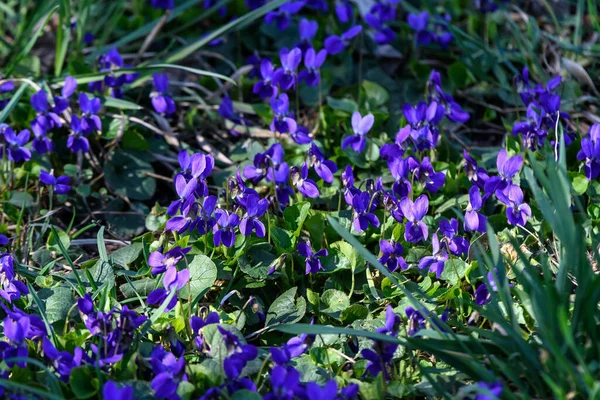 Many small delicate blue flowers of Viola odorata plant, commonly known as wood, sweet, English or florist\'s violet in a garden in a sunny spring day, beautiful outdoor floral background