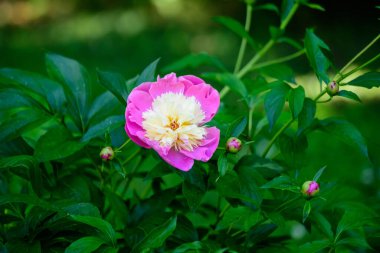 Güneşli bir bahar gününde, İngiliz kır evi tarzında bir bahçede, geniş, canlı, pembe, şakayık çiçekli Bush, güzel bir açık hava çiçekli arka plan seçici bir odak ile fotoğraflandı.