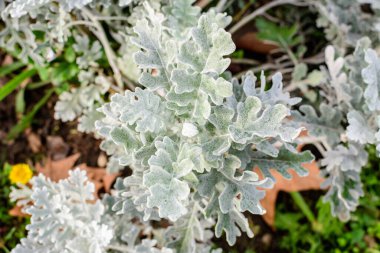 Senecio Cineraria olarak bilinen Jacobaea maritima bitkilerinin küçük yaprakları ya da güneşli bir sonbahar gününde bahçedeki gümüş renginde ragwort, güzel bir açık hava çiçekli arka plan.