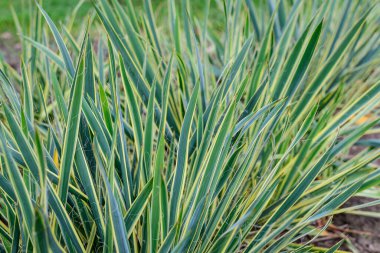 Güneşli bir sonbahar gününde bahçede birçok büyük yeşil çimen yaprakları, açık hava arka planında yumuşak bir odak ile çekilmiş güzel bir arka plan.