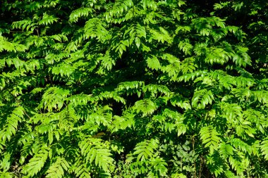 Güneşli bir yaz gününde, canlı yeşil yapraklarla kaplı tek renkli arka plan, güzel bir açık hava.