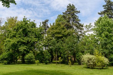 Vahşi açelya ya da Rhododendron 'lu minimalist tek renkli yeşil arka plan. İskoçya, İngiltere' de bir yaz gününde eski yeşil bir ağaç diker ve parkta yapraklar bırakır.