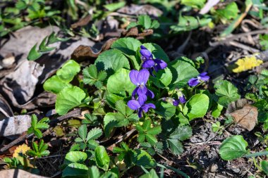 Viola kokulu bitkisinin pek çok küçük mavi çiçeği, genellikle ahşap, tatlı, İngiliz ya da çiçekçi menekşesi olarak bilinir, güneşli bir bahar gününde bir bahçede, güzel bir açık hava çiçekli arka planda.