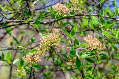 Üzerinde Viburnum carlesii bitkisinin narin beyaz çiçekleri olan çalılar. Yaygın olarak ok ağacı ya da Kore baharatlı viburnum olarak bilinir. Güneşli bir bahar gününde bir bahçede.