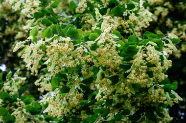 Küçük ıhlamur yaprakları ve ağaçların dallarındaki narin sarı çiçekler güneşli bir bahar gününde, açık havada çekilen çiçek arkaplanı yumuşak odaklı.