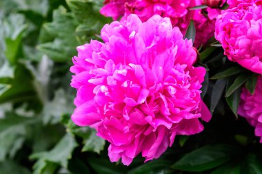 Güneşli bir yaz gününde bahçede açan büyük pembe şakayık çiçeğinin kapanışı. Açık hava çiçeklerinin arka planında yumuşak bir odak ile çekilmiş.