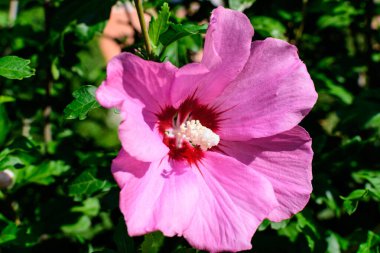 Cornus kousa ağacının pembe narin çiçeği, genel olarak ousa, kousa, Çin, Kore ve Japon odun ağacı olarak bilinir, ve güneşli bir bahar gününde bahçedeki yeşil yapraklar, güzel bir açık hava çiçek arkaplanı.