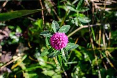 Pembe renkli bir çiçek ve yeşil yonca yaprakları (trifolium) pembe çiçekler ve güneşli bir bahar gününde yeşil yapraklar, güzel bir açık hava çiçekli arka plan
