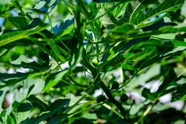 Minimalist tek renkli İskoç manzarası. Taze yeşil incir ağacı ve birçok meyvesi var. Güneşli bir bahar gününde, bir bahçede.