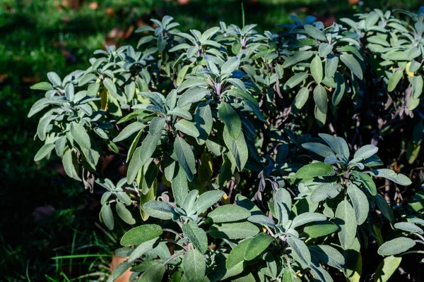 Fundo Monocromático Com Grandes Folhas Perenes Arbusto Salvia Officinalis Conhecido — Fotografia de Stock