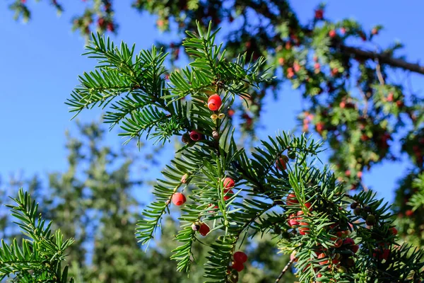 Muchas Hojas Verdes Vivas Pequeñas Frutos Rojos Venenosos Del Árbol — Foto de Stock