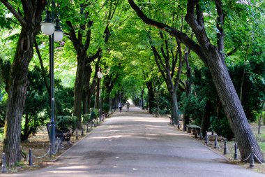 Romanya 'nın Bükreş kentindeki Cismigiu Garden' da güneşli bir yaz gününde gri bir ara sokakta ıhlamur ağaçları ve yeşil yapraklarla minimalist bahçe manzarası