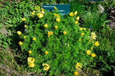 Adonis Vernalis 'in taze sarı çiçekleri grubu aynı zamanda sülün gözü olarak da bilinir, sarı sülün gözü ya da sahte cehennem çukuru, güneşli bir bahar gününde bir bahçede, güzel bir açık hava çiçekli arka planda.
