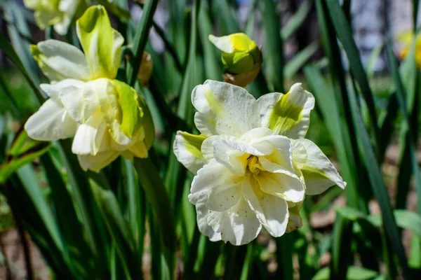 Delikat Vit Och Ljust Gul Påsklilja Blomma Full Blom Med — Stockfoto