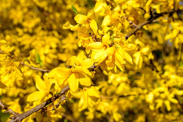 Gros Plan Des Branches Grand Buisson Fleurs Jaunes Forsythia Plante — Photo
