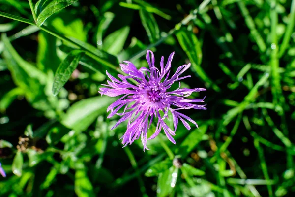 Невелика Синя Квітка Центавра Монтана Відома Багаторічна Кукурудзяна Квітка Гірська — стокове фото