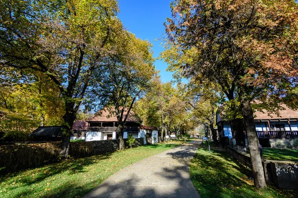 Hosszú Sikátor Hagyományos Román Házak Körülvett Sok Régi Fák Zöld — Stock Fotó