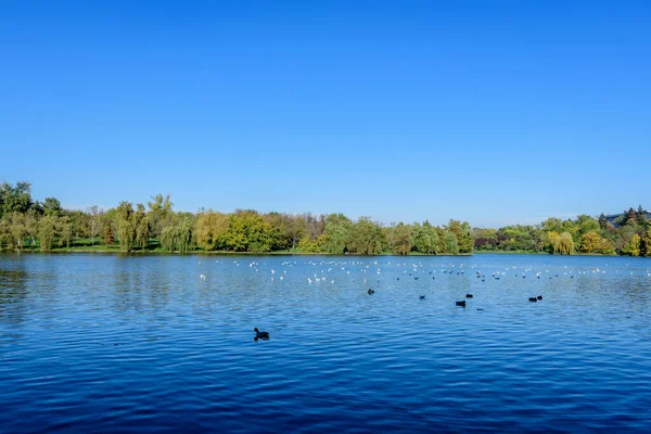 Krajina Mnoha Velkými Zelenými Žlutými Starými Stromy Blízkosti Jezera Slunečného — Stock fotografie