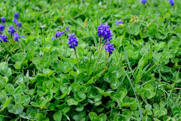 Close Grupo Pequenas Flores Azuis Frescas Muscari Neglectum Jacinto Uva — Fotografia de Stock