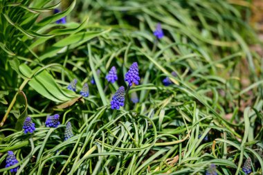 Güneşli bir bahar gününde, bahçedeki bir grup taze mavi Muscari ihmalkarlığı ya da sıradan üzüm sümbülü, çiçek arkaplanı seçici bir odak noktasıyla fotoğraflandı.