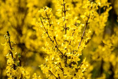 Paskalya ağacı olarak bilinen Forsythia bitkisinin sarı çiçeklerinden oluşan geniş bir çalılığının dallarına yakın güneşli bir bahar gününde açık mavi gökyüzüne doğru çiçek arkaplanı yumuşak bir odak ile fotoğraflanmış.