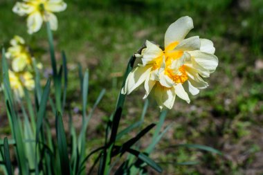 Bir narin beyaz ve canlı sarı nergis çiçeği bulanık yeşil çimlerle kaplanmış, güneşli bir bahar bahçesinde, güzel bir açık hava çiçekli arka planda seçici bir odak ile fotoğraflanmış.
