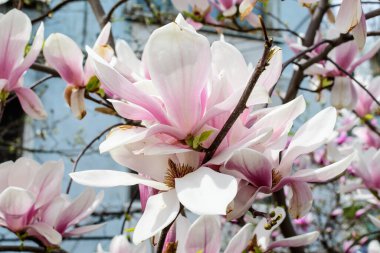 Güneşli bir bahar gününde, bahçedeki bir dalda çiçek açan pek çok narin beyaz ve pembe manolya çiçeği, açık hava çiçekleri, yumuşak odak ile fotoğraflanmış.