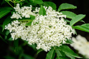 Viburnum opulus bitkisinin beyaz çiçekleri, guelder gülü olarak bilinen, kramp kabuğu, kartopu ağacı ve Avrupa kızılcık çalısı, güneşli bir bahar bahçesinde, güzel çiçek arkaplanı