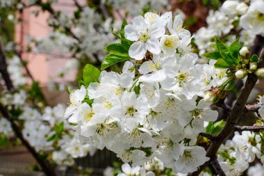 Beyaz kiraz ağacı çiçekleriyle dolu büyük bir dal ve açık mavi gökyüzü güneşli bir bahar gününde, güzel Japon kiraz çiçekleri çiçek arkaplanı, sakura