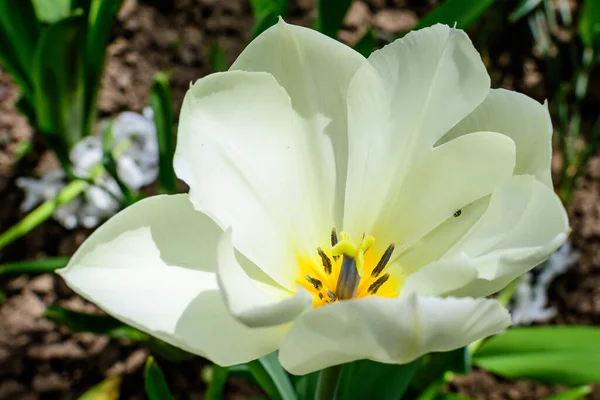 Primer Plano Delicado Tulipán Blanco Plena Floración Jardín Soleado Primavera — Foto de Stock