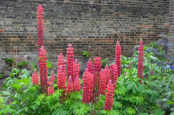 Närbild Levande Röda Blommor Lupinus Allmänt Känd Som Lupin Eller — Stockfoto