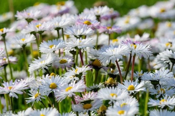 Vista Lateral Grande Grupo Margaridas Bellis Perennis Flores Brancas Rosa — Fotografia de Stock