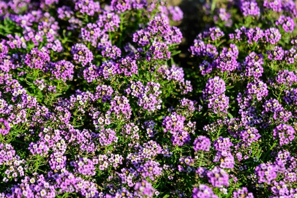 Wiele Purpurowych Kwiatów Lobularia Maritima Powszechnie Znany Jako Słodki Alyssum — Zdjęcie stockowe