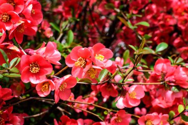 Japon ayva kuşu olarak da bilinen Chaenomeles Japon ayva çiçeğini, güneşli bir bahar bahçesindeki Maule ayvasını, güzel Japon çiçeklerinin çiçek arkaplanını, sakura 'yı kapatın.