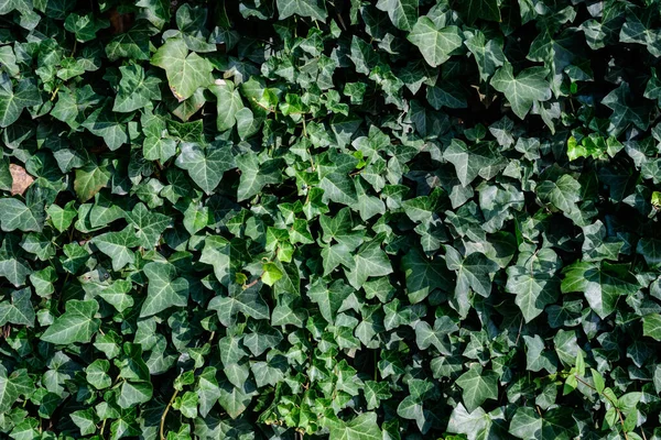 Bakgrund Med Många Gröna Blad Hedera Helix Den Gemensamma Murgröna — Stockfoto