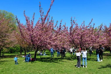 Bükreş, Romanya, 25 Nisan 2021 Güneşli bir bahar gününde Japon Bahçesi 'nde Kral I. Michael Park' tan (eski Herastrau) birçok pembe çiçekli büyük kiraz ağaçları, sakura