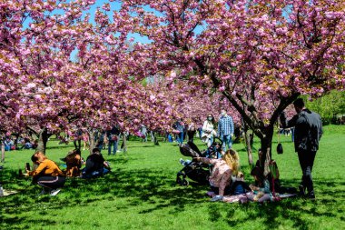 Bükreş, Romanya, 25 Nisan 2021 Güneşli bir bahar gününde Japon Bahçesi 'nde Kral I. Michael Park' tan (eski Herastrau) birçok pembe çiçekli büyük kiraz ağaçları, sakura