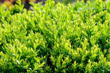 Baharın güneşli bahçesinde çalılıklarda ya da çalılıklarda yetişen bir çok yeşil yaprağın dokulu doğal arkaplanı.