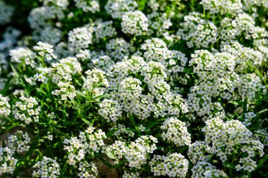 Lobularia maritima 'nın birçok beyaz çiçeği, genellikle tatlı alyssum ya da tatlı Alison olarak bilinir, güneşli bir bahar gününde, bir bahçede, güzel bir açık hava çiçekli arka planda.