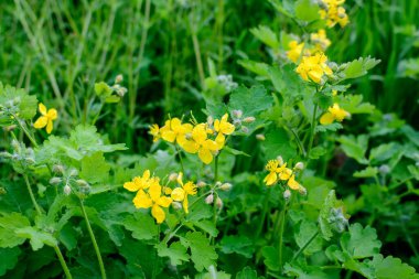 Daha az selandin veya pilewort olarak da bilinen sarı çiçekli küçük bir grup ya da Ficaria verna ya da Ranunculus ficari güneşli bir bahar gününde bir bahçede, çiçekli arka planda seçici bir odak ile fotoğraflanmıştır.
