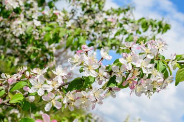 Beyaz elma ağacı çiçeklerinin açtığı bir dalın kapağı güneşli bir bahar gününde bahçede bulanık bir arka plan, güzel Japon kiraz çiçekleri çiçek arkaplanı, sakura