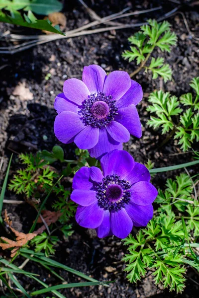 Zbliżenie Dwóch Małych Świeżych Niebieskich Kwiatów Anemonu Słonecznym Wiosennym Ogrodzie — Zdjęcie stockowe
