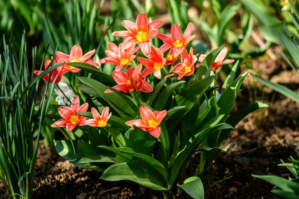 Güneşli Bir Bahar Bahçesinde Çiçek Açan Pek Çok Narin Kırmızı — Stok fotoğraf
