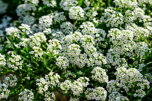 春の晴れた日の庭で 一般的に甘いアリスムまたは甘いアリソンとして知られているロブラリアマリティマの多くの白い花 美しい屋外の花の背景 — ストック写真